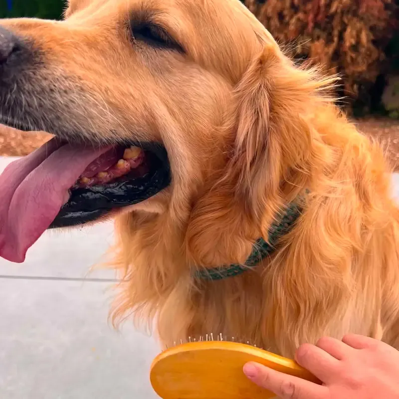 Un chien brossé de près : la brosse, la main, et le chien qui se laisse faire.
